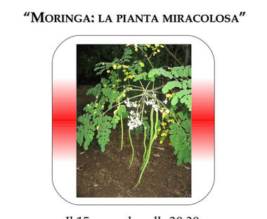 Moringa: la pianta miracolosa