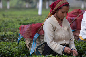 I giardini di tè del Darjeeling