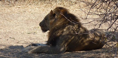 MUSE: EcoTour in Tanzania