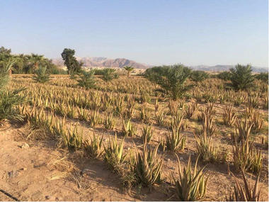 Ora Veglia Onlus - Aloe vera in Giordania