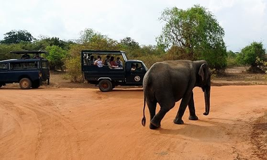 Sri Lanka. Parco spegne i cellulari. Per i leopardi